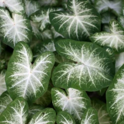 Caladium Aaron - Weiße Blätter, sofort Wow