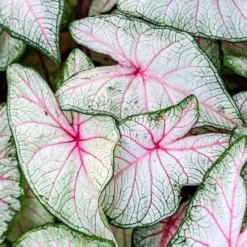 Caladium Fantasy - Blätter wie gemalt