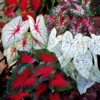 Caladium Mischung (x3) - Blätter wie gemalt