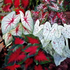 Caladium Mischung (x3) - Blätter wie gemalt