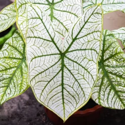 Caladium White Christmas - Blätter wie frischer Schnee