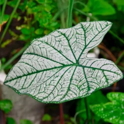 Caladium White Christmas - Blätter wie frischer Schnee