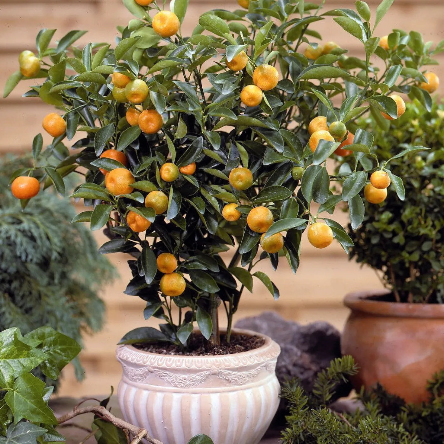 Calamondin - Mini-Zitrus, große Wirkung