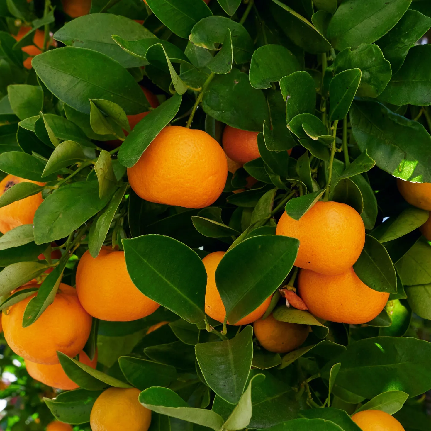Calamondin - Mini-Zitrus, große Wirkung