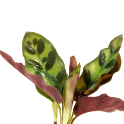 Calathea im Samoa-Glas - Hydroponik - Calathea im Glas: Stil & Einfachheit