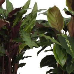 Calathea Mischung (x4) - Vier lebendige Blätter-Stars