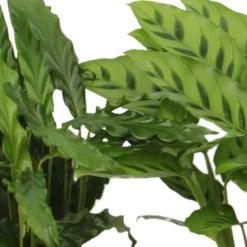 Calathea Mischung (x4) - Vier lebendige Blätter-Stars