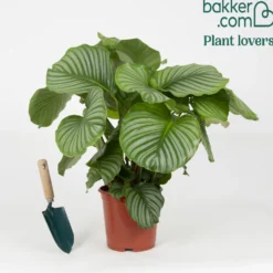 Calathea orbifolia - Riesige Blätter, große Wirkung