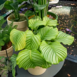 Calathea orbifolia - Riesige Blätter, große Wirkung