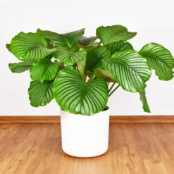 Calathea orbifolia - Riesige Blätter, große Wirkung