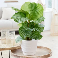 Calathea orbifolia - Riesige Blätter, große Wirkung