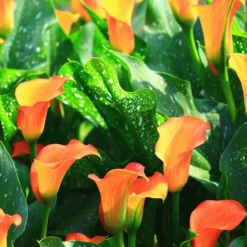 Calla-Lilie ‘Peach Pearl’ - Pfirsichfarben, sofort schön