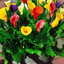 Calla Mischung (gelb-rot-rosa) (x3) - Sommerfarben ohne Mühe