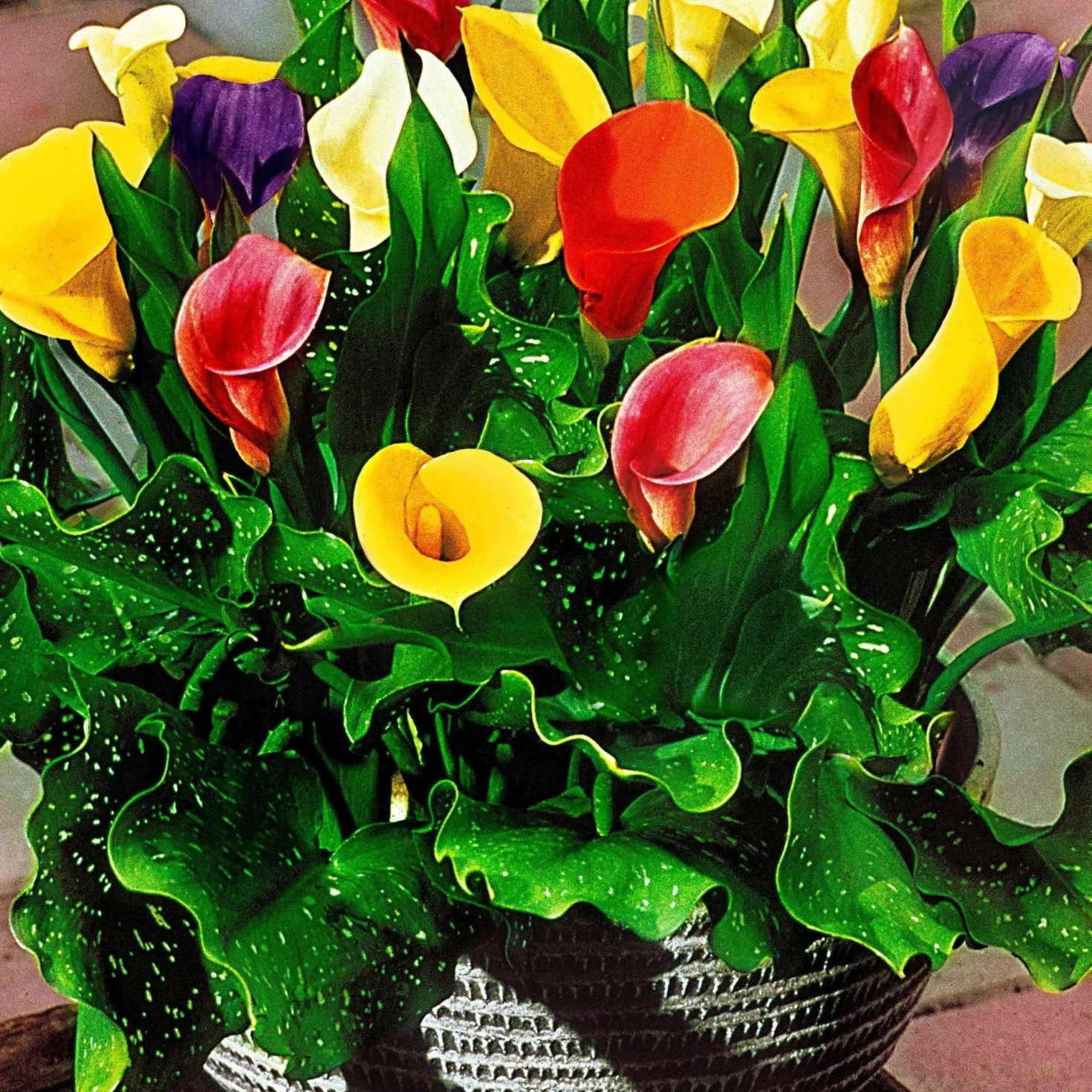 Calla Mischung (gelb-rot-rosa) (x3) - Sommerfarben ohne Mühe