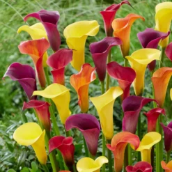 Calla Mischung (gelb-rot-rosa) (x3) - Sommerfarben ohne Mühe