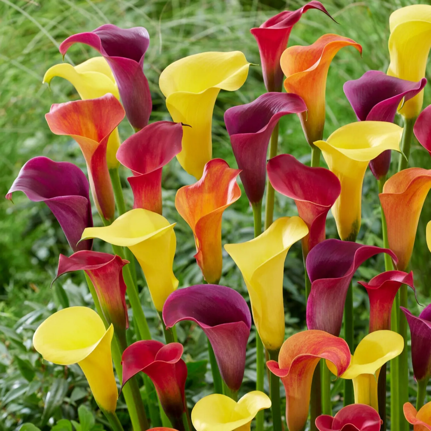 Calla Mischung (gelb-rot-rosa) (x3) - Sommerfarben ohne Mühe