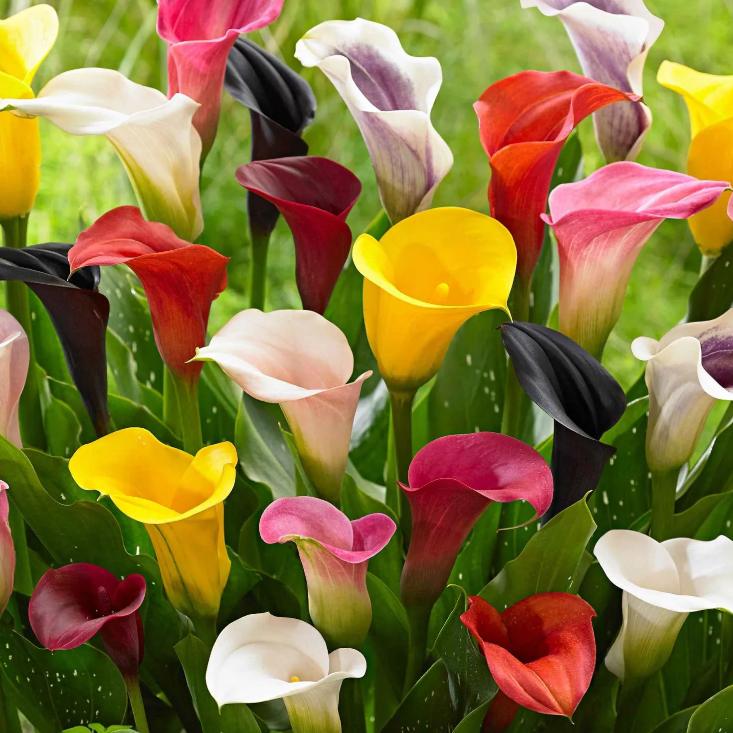 Calla Mischung (gelb-rot-rosa) (x3) - Sommerfarben ohne Mühe