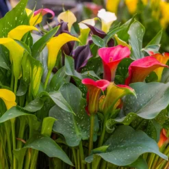 Calla Mischung (rosa + gelb + purpur) (x3) - Drei Farben, ein Wow-Effekt