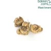 Calla Mischung (weiß + purpur + rosa) (x3) - Exotik in drei Farben