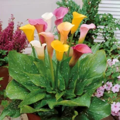 Calla Mischung Weiß/Rosa/Gelb (x3) - Elegante Blüten leicht gemacht