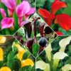 Calla Mischung (x5) - Farbenfrische in fünf Tönen