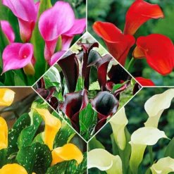 Calla Mischung (x5) - Farbenfrische in fünf Tönen
