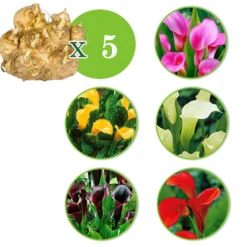 Calla Mischung (x5) - Farbenfrische in fünf Tönen