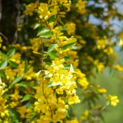 Carolina-Jasmin - Duftende gelbe Blütenwand
