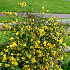Carolina-Jasmin - Duftende gelbe Blütenwand