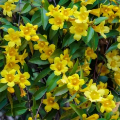 Carolina-Jasmin - Duftende gelbe Blütenwand