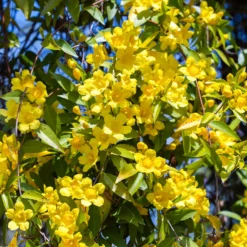 Carolina-Jasmin - Duftende gelbe Blütenwand