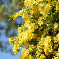Carolina-Jasmin - Duftende gelbe Blütenwand