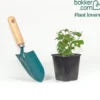 Ceanothus 'Autumnal Blue' - Blaue Blüten bis Oktober