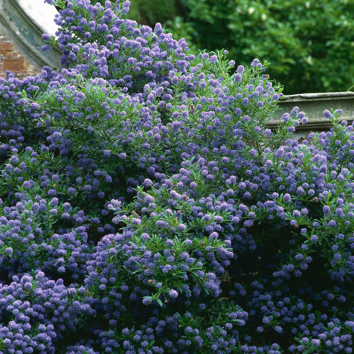 Ceanothus 'Autumnal Blue' - Blaue Blüten bis Oktober