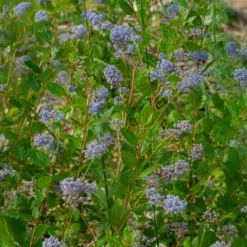 Ceanothus 'Autumnal Blue' - Blaue Blüten bis Oktober