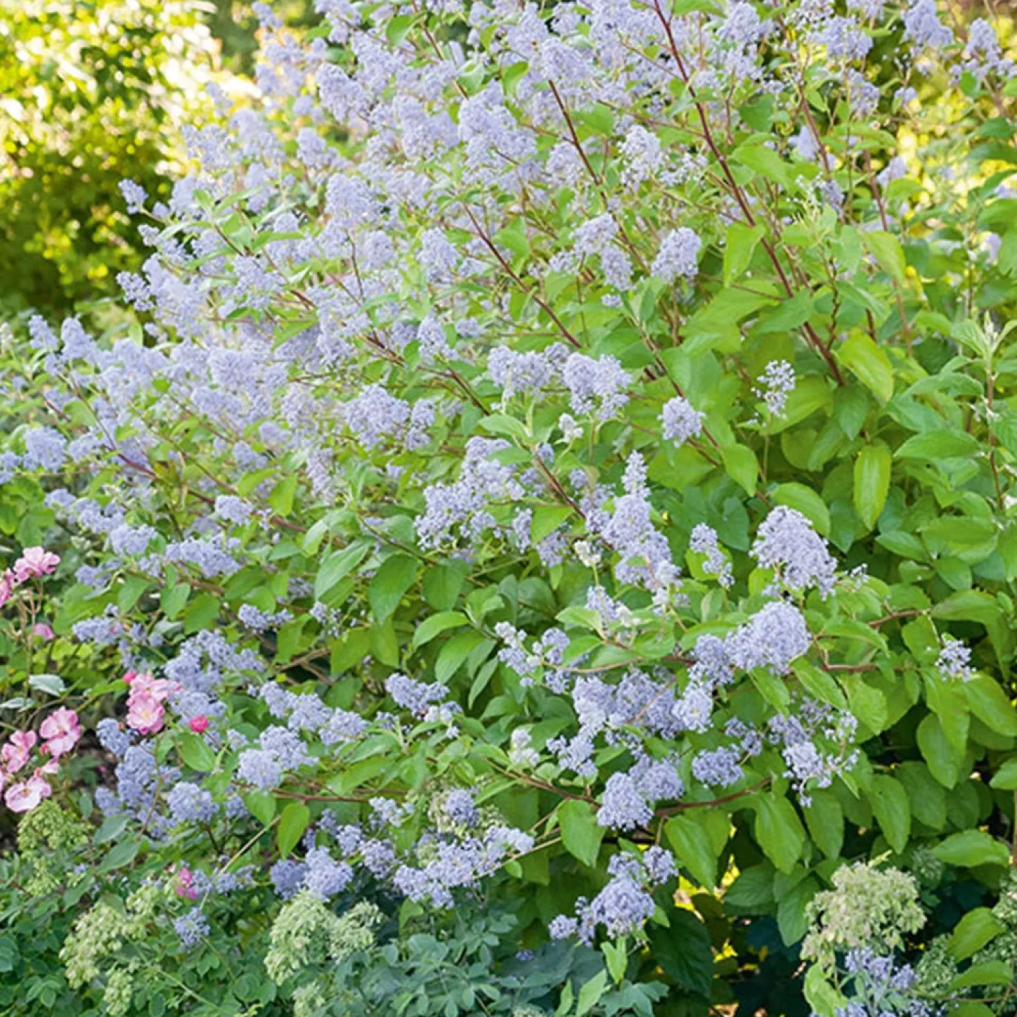Ceanothus ‘Gloire de Versailles’ - Blaue Wolke im Sommer