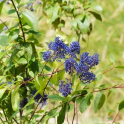 Ceanothus ‘Gloire de Versailles’ - Blaue Wolke im Sommer