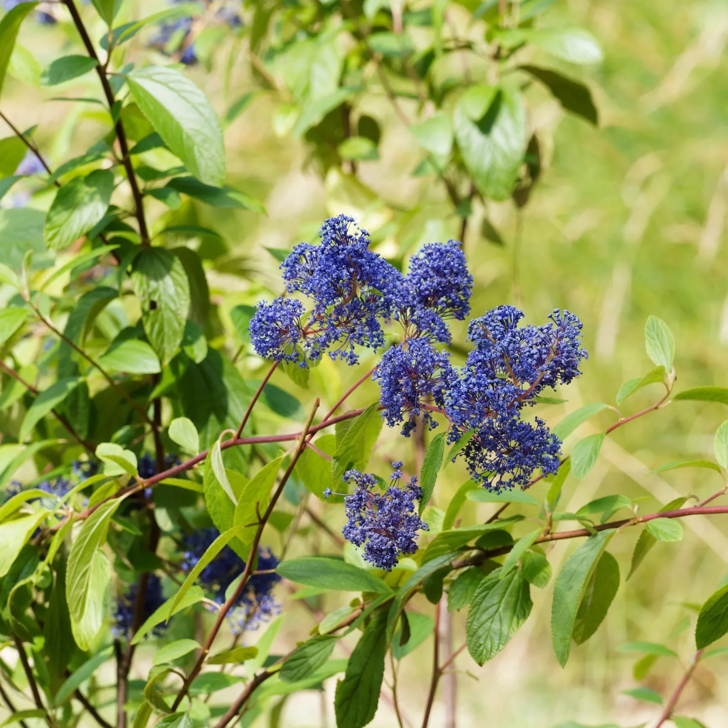 Ceanothus ‘Gloire de Versailles’ - Blaue Wolke im Sommer