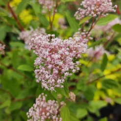 Ceanothus-Sammlung (x2) - Tiefblau, blühfreudig