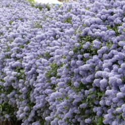 Ceanothus-Sammlung (x2) - Tiefblau, blühfreudig