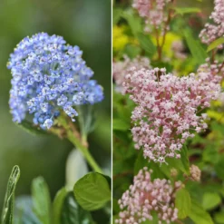 Ceanothus-Sammlung (x2) - Tiefblau, blühfreudig