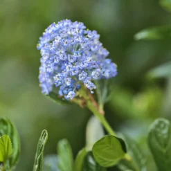 Ceanothus-Sammlung (x2) - Tiefblau, blühfreudig