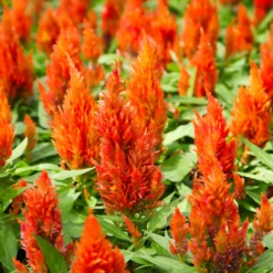 Celosie Orange - Feurige Farbe sofort