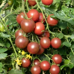 Cherrytomate ‘Black Cherry’ Pflanzen (x3) - Süße Ernte den ganzen Sommer