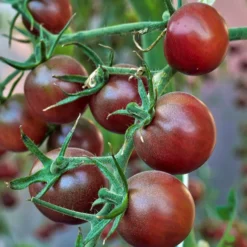 Cherrytomate ‘Chocolate Cherry’ - Süß wie Schokolade