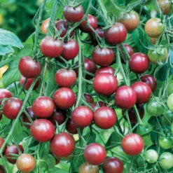 Cherrytomate ‘Chocolate Cherry’ - Süß wie Schokolade