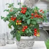 Cherrytomate ‘Heartbreaker Vita’ F1 - Herzchen-Tomaten zum Naschen