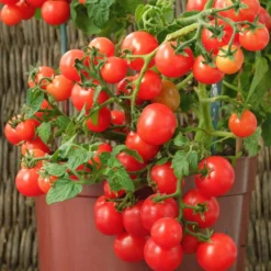 Cherrytomate ‘Minibel’ - Süße Tomaten vom Fensterbrett
