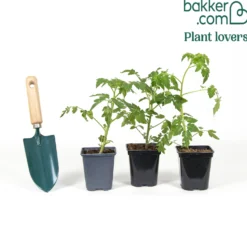 Cherrytomate ‘Yellow Pear’ Pflanzen (x3) - Süße gelbe Ernte ohne Aufwand