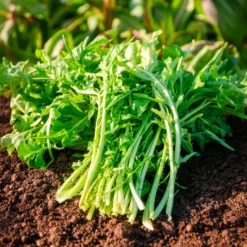 Chicoree ‘Barbe de Capucin’ - Frische Ernte im Winter